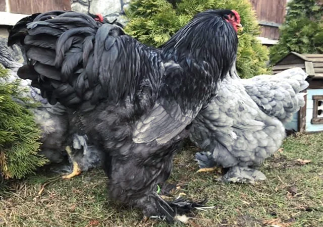 Інкубаційне яйце. Курчата - фото № 7