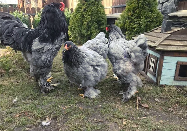 Інкубаційне яйце. Курчата - фото № 8