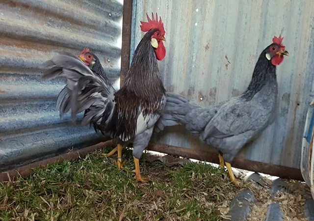 Інкубаційне яйце. Курчата - фото № 1