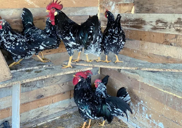 Інкубаційне яйце. Курчата - фото № 2