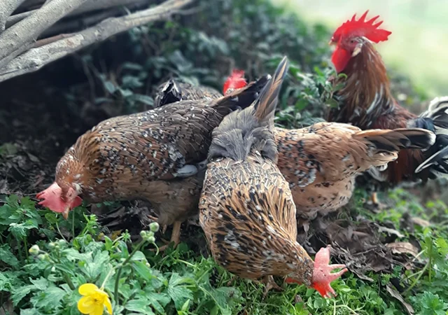 Інкубаційне яйце. Курчата - фото № 3