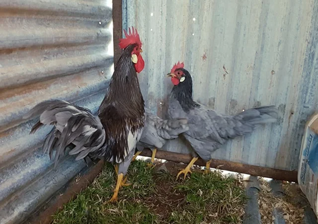 Інкубаційне яйце. Курчата - фото № 4