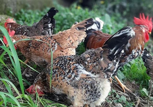 Інкубаційне яйце. Курчата - фото № 5