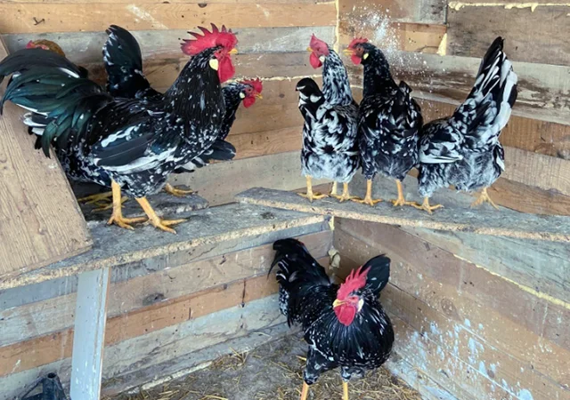 Інкубаційне яйце. Курчата - фото № 6