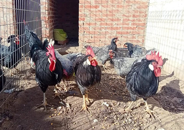 Інкубаційне яйце. Курчата - фото № 7