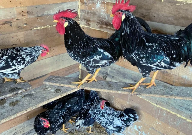 Інкубаційне яйце. Курчата - фото № 8