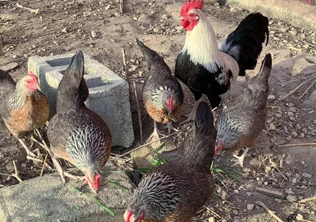 Інкубаційне яйце. Курчата - фото № 1