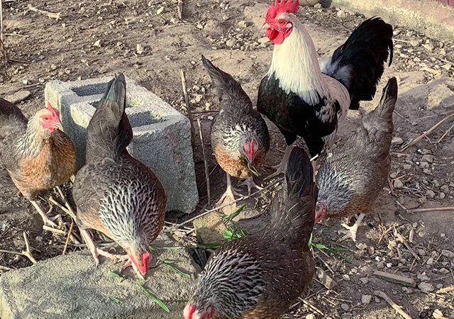 Інкубаційне яйце. Курчата - фото № 2