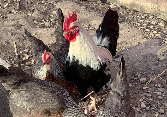 Інкубаційне яйце. Курчата - фото № 3