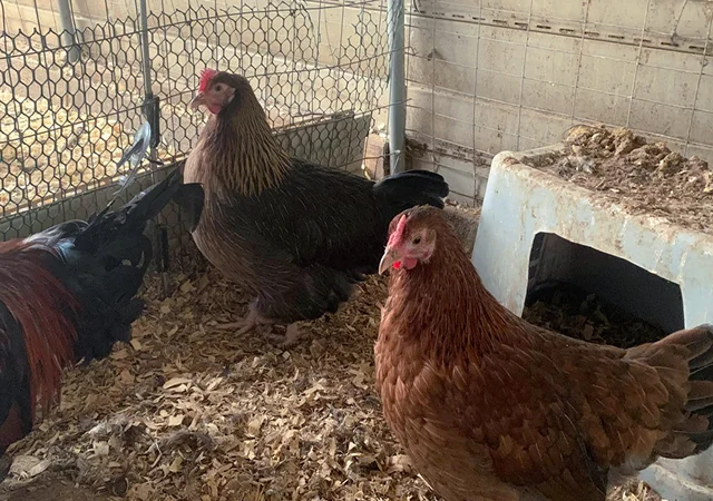 Інкубаційне яйце. Курчата - фото № 4