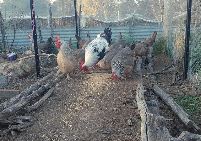 Інкубаційне яйце. Курчата - фото № 5