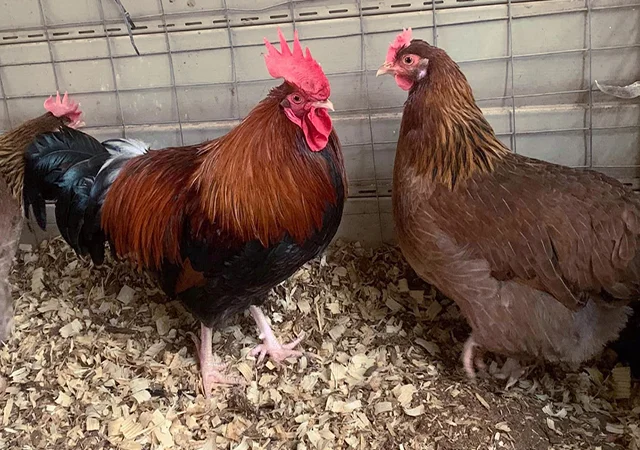 Інкубаційне яйце. Курчата - фото № 6