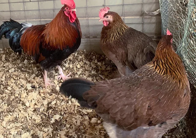 Інкубаційне яйце. Курчата - фото № 7