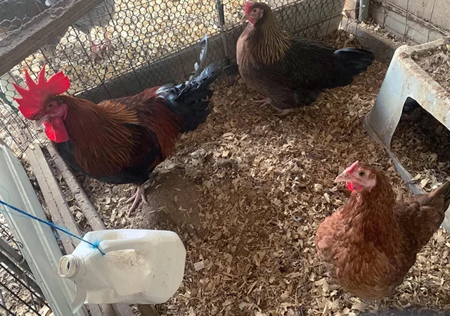 Інкубаційне яйце. Курчата - фото № 8