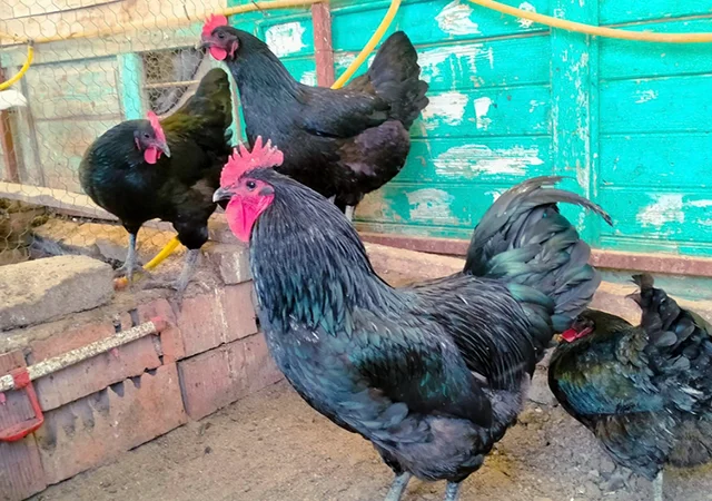 Інкубаційне яйце. Курчата - фото № 1