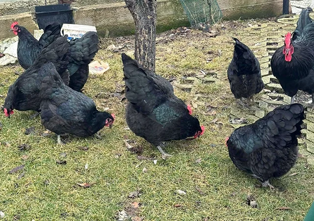 Інкубаційне яйце. Курчата - фото № 2