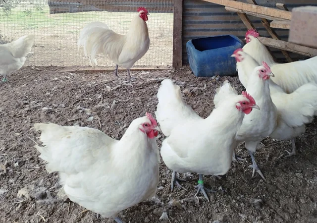 Інкубаційне яйце. Курчата - фото № 3