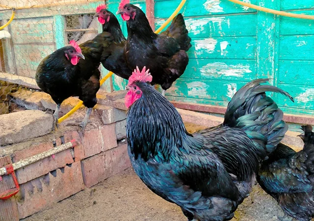 Інкубаційне яйце. Курчата - фото № 4