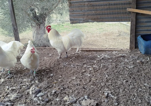 Інкубаційне яйце. Курчата - фото № 5