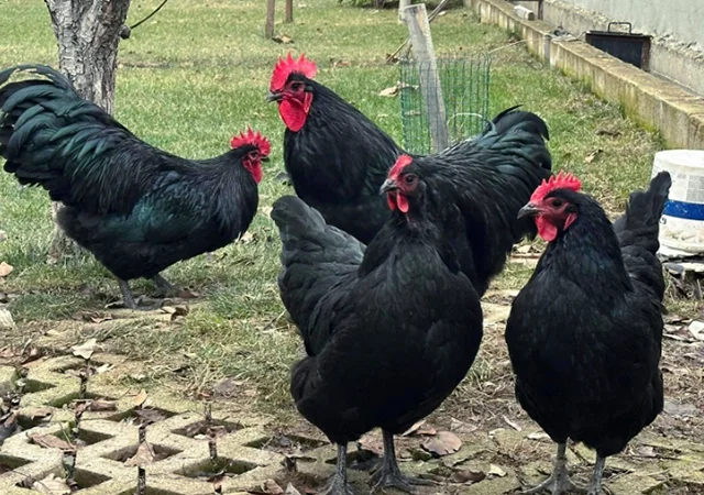 Інкубаційне яйце. Курчата - фото № 6