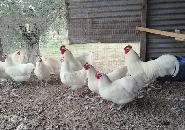 Інкубаційне яйце. Курчата - фото № 7