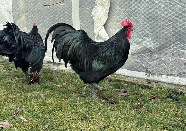 Інкубаційне яйце. Курчата - фото № 8