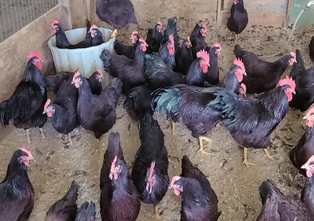 Інкубаційне яйце, птиця, курчата, Род-Айленд - червоний, білий - фото № 1