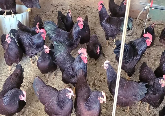 Інкубаційне яйце, птиця, курчата, Род-Айленд - червоний, білий - фото № 2