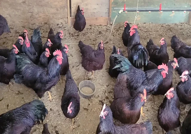 Інкубаційне яйце, птиця, курчата, Род-Айленд - червоний, білий - фото № 3