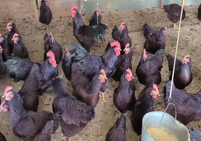 Інкубаційне яйце, птиця, курчата, Род-Айленд - червоний, білий - фото № 4