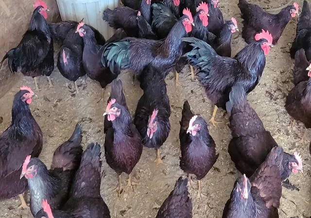 Інкубаційне яйце, птиця, курчата, Род-Айленд - червоний, білий - фото № 5