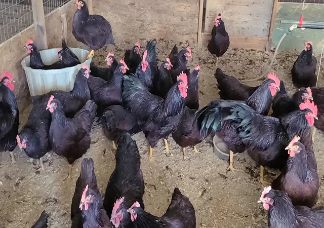 Інкубаційне яйце, птиця, курчата, Род-Айленд - червоний, білий - фото № 6