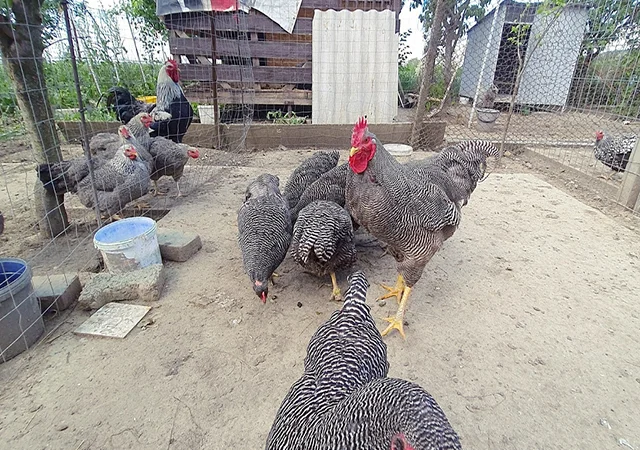 Інкубаційне яйце, птиця, курчата, Плімутрок - смугастий, срібло - фото № 1