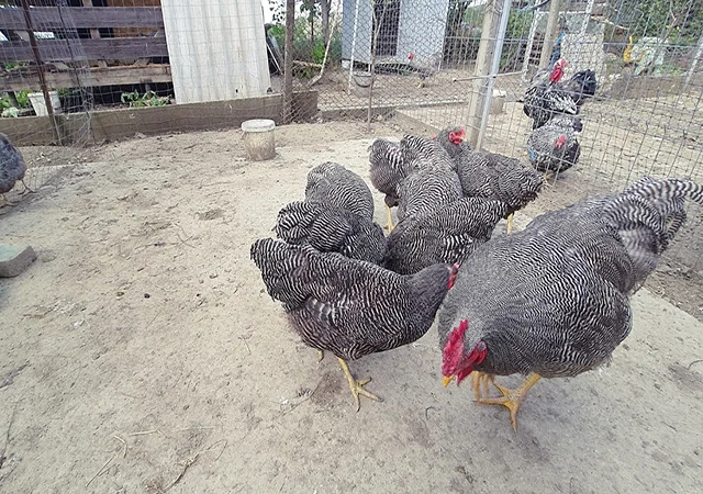 Інкубаційне яйце, птиця, курчата, Плімутрок - смугастий, срібло - фото № 2