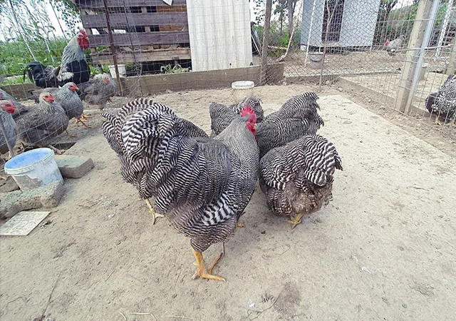 Інкубаційне яйце, птиця, курчата, Плімутрок - смугастий, срібло - фото № 3