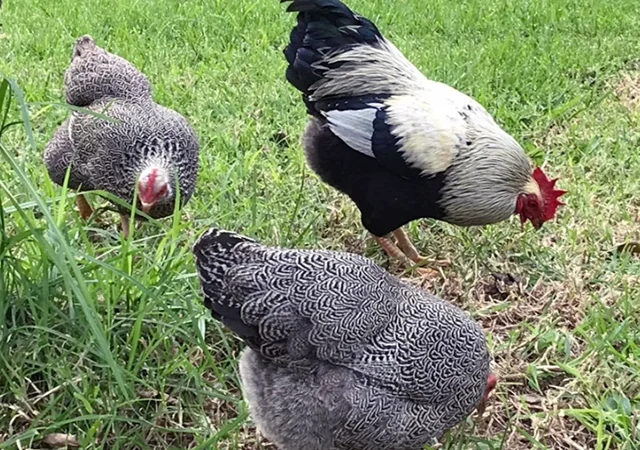 Інкубаційне яйце, птиця, курчата, Плімутрок - смугастий, срібло - фото № 4