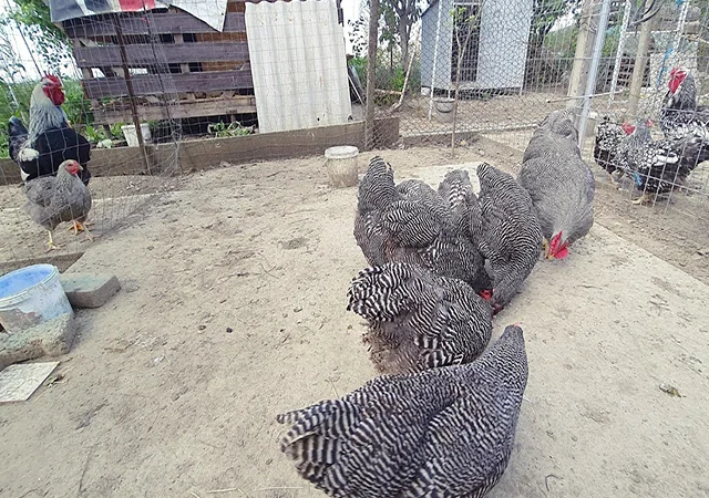 Інкубаційне яйце, птиця, курчата, Плімутрок - смугастий, срібло - фото № 5