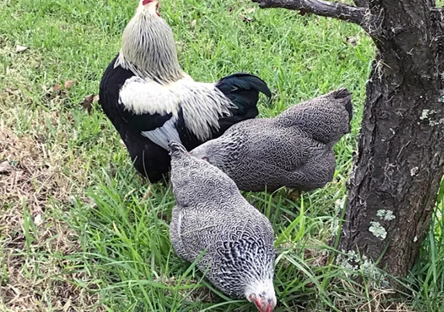 Інкубаційне яйце, птиця, курчата, Плімутрок - смугастий, срібло - фото № 6