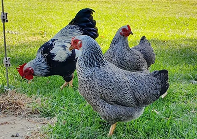 Інкубаційне яйце, птиця, курчата, Плімутрок - смугастий, срібло - фото № 7