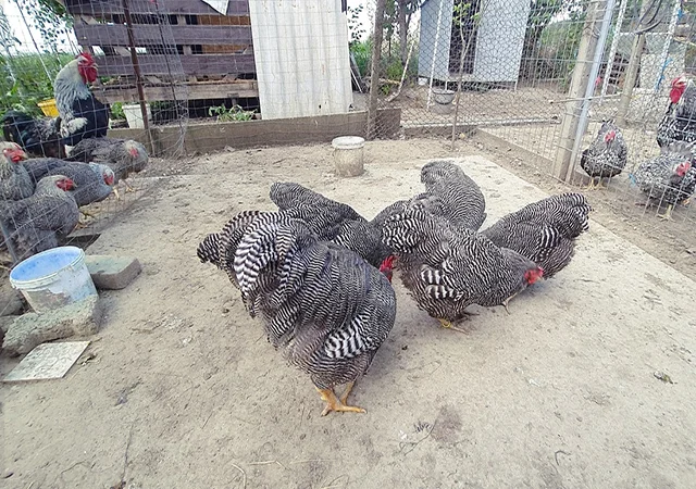 Інкубаційне яйце, птиця, курчата, Плімутрок - смугастий, срібло - фото № 8