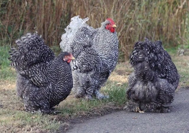 Інкубаційне яйце, птиця, курчата, Кохінхін - срібло, куріпчаста, смугаста - фото № 2