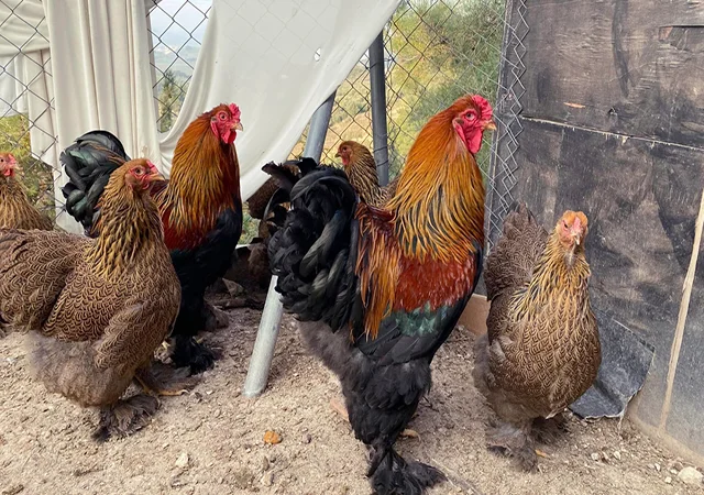 Інкубаційне яйце, птиця, курчата, Кохінхін - срібло, куріпчаста, смугаста - фото № 3