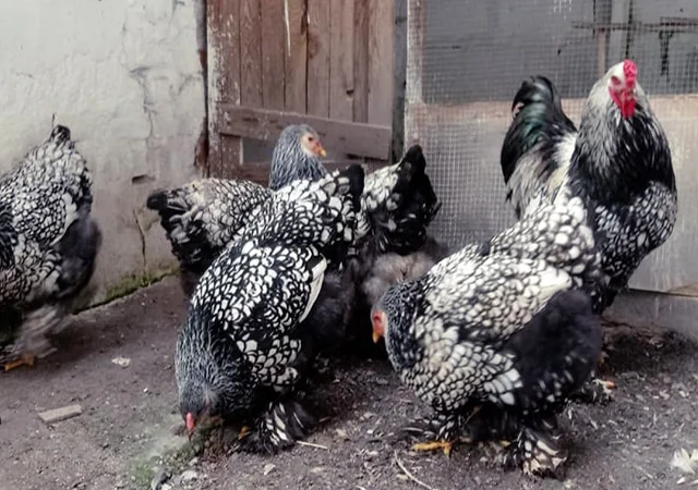 Інкубаційне яйце, птиця, курчата, Кохінхін - срібло, куріпчаста, смугаста - фото № 4