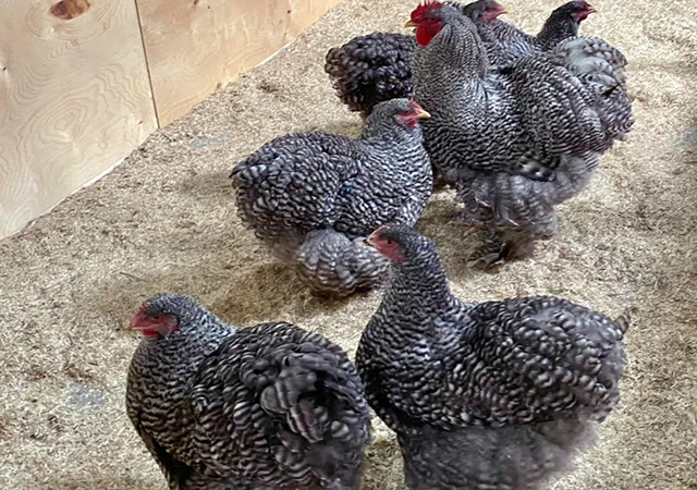 Інкубаційне яйце, птиця, курчата, Кохінхін - срібло, куріпчаста, смугаста - фото № 5