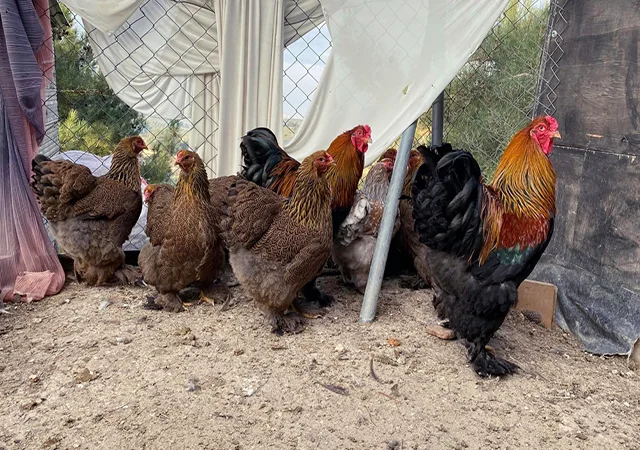 Інкубаційне яйце, птиця, курчата, Кохінхін - срібло, куріпчаста, смугаста - фото № 6