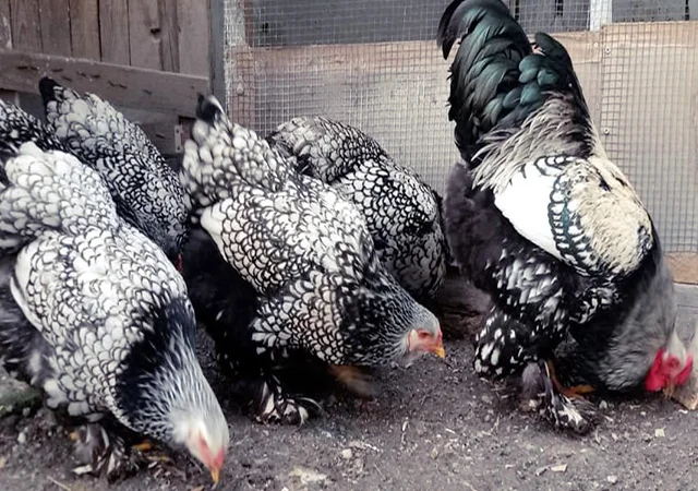 Інкубаційне яйце, птиця, курчата, Кохінхін - срібло, куріпчаста, смугаста - фото № 7