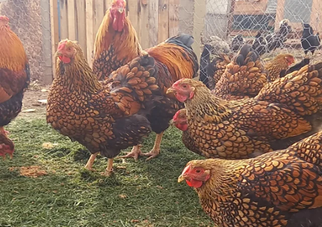 Інкубаційне яйце, птиця, курчата, Віандот - золото, смугастий - фото № 1