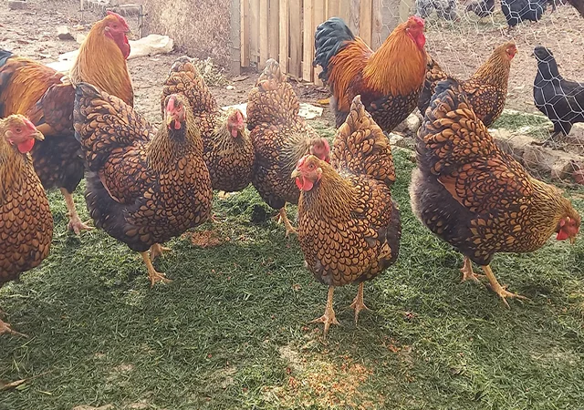 Інкубаційне яйце, птиця, курчата, Віандот - золото, смугастий - фото № 2