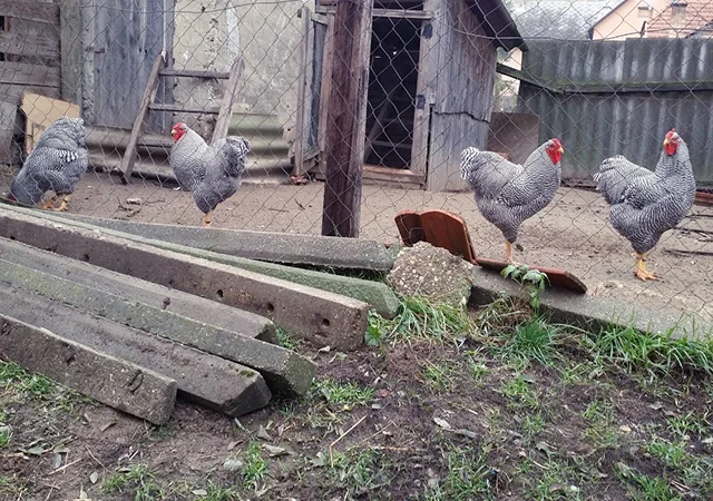 Інкубаційне яйце, птиця, курчата, Віандот - золото, смугастий - фото № 3