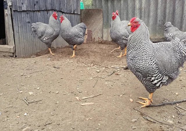 Інкубаційне яйце, птиця, курчата, Віандот - золото, смугастий - фото № 4